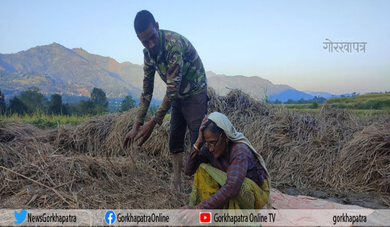 फड्के कीराको हैरानीले किसान चिन्तित