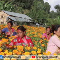 पुष्प व्यवसायबाट मनग्य आम्दानी (फोटो फिचर)