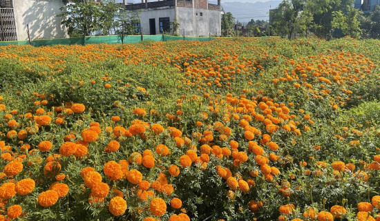 कृत्रिम फूलका मालाले ‘मखमली र सयपत्री’ ओझेलमा