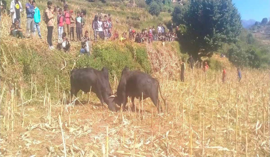 रुकुम पूर्वमा गोरु जुधाई प्रतियोगिता