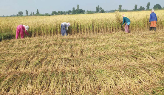 धान भित्र्याउने चटारो