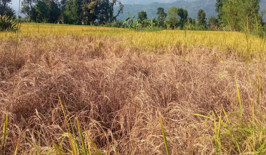 धानबालीमा समस्या, किसानलाई उत्पादन घट्ने चिन्ता