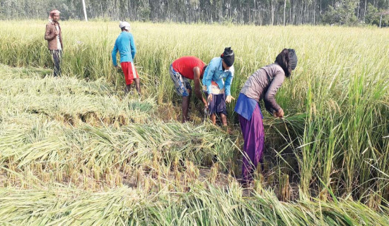 धान काट्न मजदुर अभाव