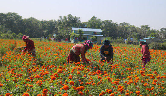 तिहारमा एउटै किसानले बेचे सात लाखको सयपत्री