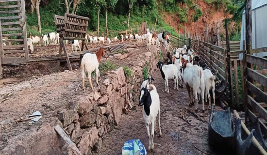 बाख्रापालनबाट राम्रो आम्दानी