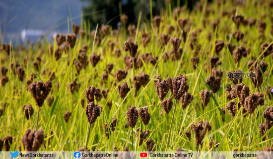 किसानले कोदो लगाउनै छाडे