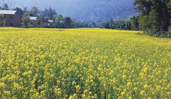 बर्सेनि घट्दै छ तोरी खेती