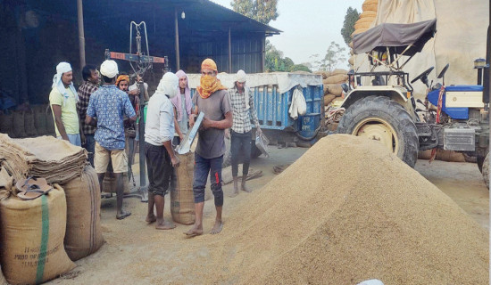 सस्तोमा धान बिक्री गर्दै किसान