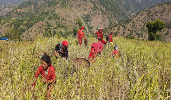 कोदो उत्पादन घट्दा किसान चिन्तित