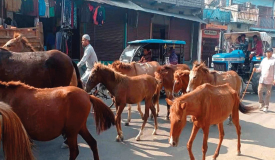 छाडा चौपायाबाट सास्ती