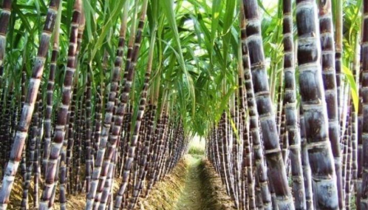 किसान सक्खर उद्योगलाई सस्तोमा उखु बेच्न बाध्य