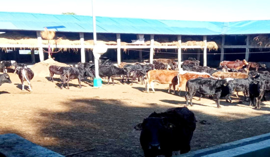 गाईको आहार व्यवस्थापनका लागि सहयोग