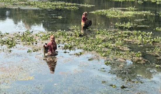 संरक्षणको अभावमा पर्यटकीय टरुवा ताल