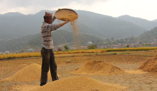 २५ हजार क्विन्टल धान खरिद गरिने