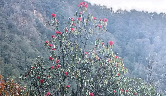 पुसमै फुल्यो लालीगुराँस