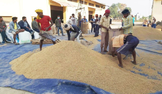 खाद्य व्यवस्थाले बाँकेबाट २५ हजार क्विन्टल धान खरिद गर्ने