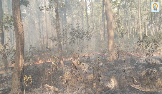 वन व्यवस्थापनमा मुख्य चुनौती डढेलो