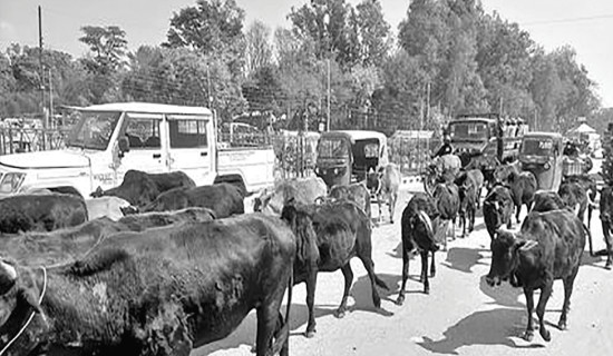 बेवारिसे चौपायाले किसान हैरान