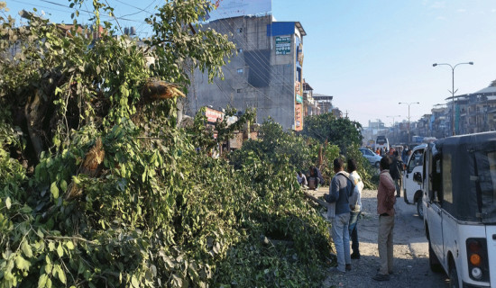 विकास निर्माणले सहरी क्षेत्रका वनस्पति नासिँदै