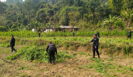 सर्लाही प्रहरीद्वारा गाँजा खेती नष्ट