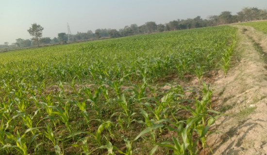 सुनसरीका किसान मकै खेतीतर्फ आकर्षित