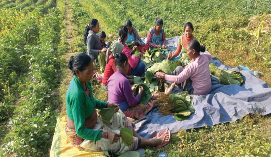 माघीको तयारीमा थारू समुदाय