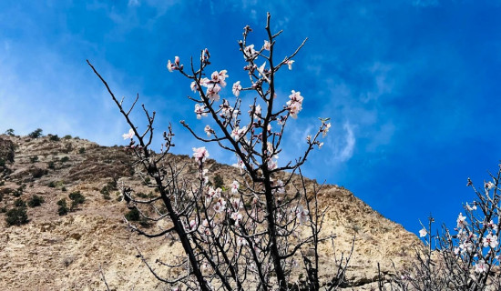 समयअघि नै मुस्ताङमा फुल्यो कागजी बदाम