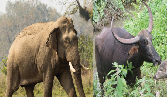 वन्यजन्तुबाट एक वर्षमा  आठ जनाको ज्यान गयो