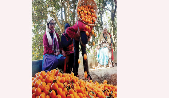 किसानको सुन्तलामा ठेकेदारको मूल्य