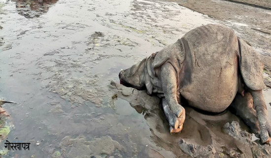 गैँडा मार्न विद्युतीय धराप