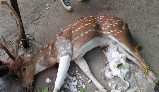 पासोमा परेको चित्तलको उद्धार