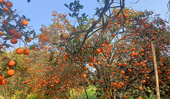 बोटमै रहे जुनार र सुन्तला