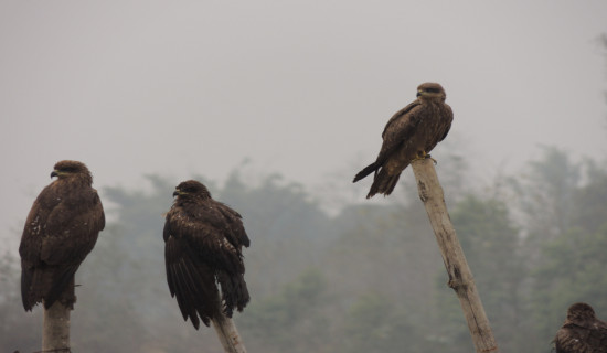 रुपन्देहीमा चिलको चिरीबिरी  (फोटो फिचर)