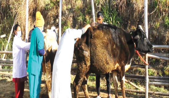 गाई बाँझो हुने क्रम बढ्दो