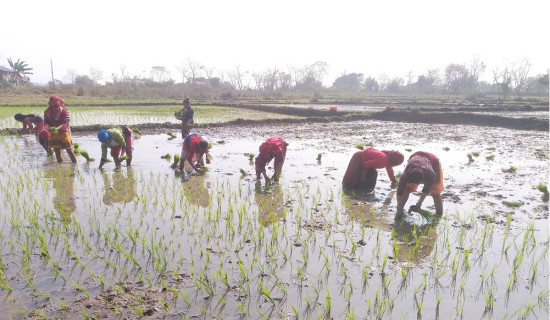 चैते धान रोप्न कृषकलाई चटारो