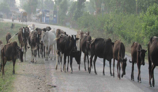 पशुचौपाया ओसारपसारमा रोक