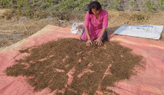 किसानलाई गुन्द्रुक भित्र्याउन चटारो