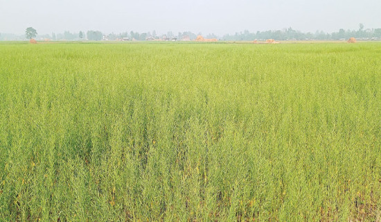 तोरी किन्न उपभोक्ता खेतबारीमा