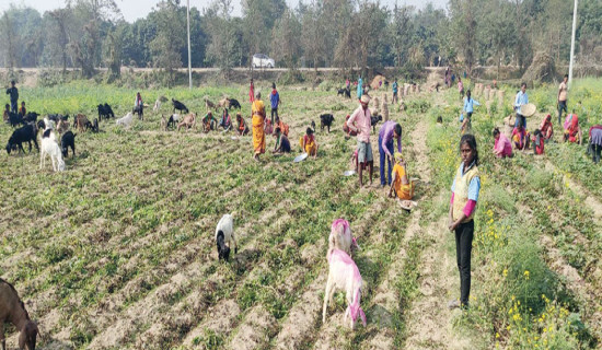 बारामा एक लाख एक्काइस हजार मेट्रिक टनभन्दा बढी आलु उत्पादन