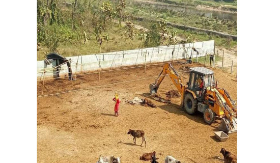 छाडा चौपाया व्यवस्थापन गरिँदै