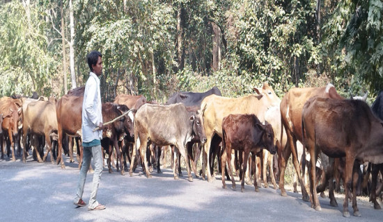 औषधिका रूपमा गौमूत्र प्रयोग