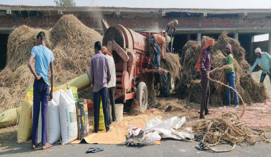 बारामा साढे दुई लाख  मेट्रिक टन धान उत्पादन