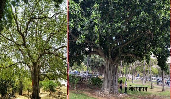 धार्मिक प्रजातिका रूखहरू लोप हुँदै