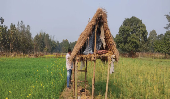 छाडा चौपाया धपाउन जाग्राम