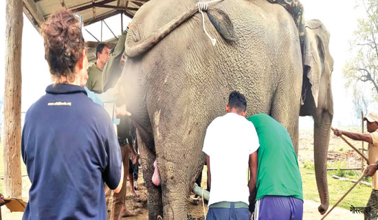 शल्यक्रिया गरेर जन्माइयो छावा