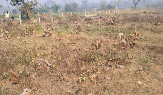 साढे आठ हजार बिरुवा नष्ट गरेको आरोपमा वडाध्यक्ष पक्राउ