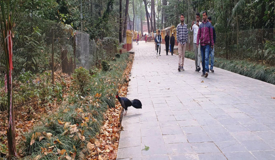 भक्तजनलाई लोभ्याउने कालिज