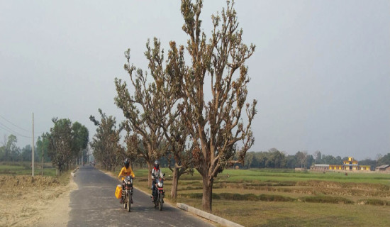 सडक किनारका रुख मासिँदै