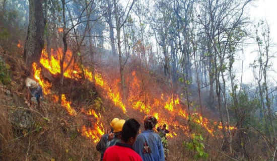 हात्ती धपाउन वनमा डढेलो