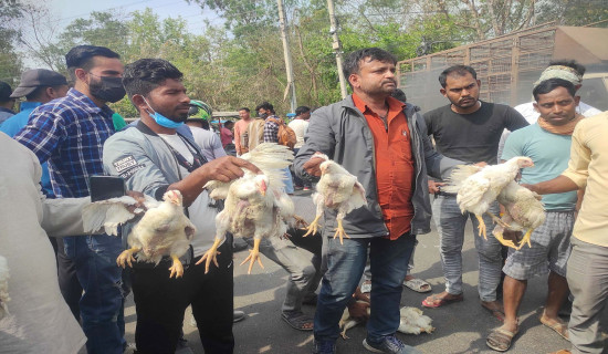 सडकमा कुखुरासहित व्यवसायी प्रदर्शनमा